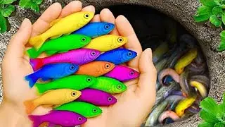 Snakehead Hunter Finds Secret Pond Full of Dragon Guppies! (MUST WATCH)