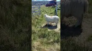 Jess and sheep face off😅 #scotland #sheep #crofter #farming #workingdog #northcountrycheviot