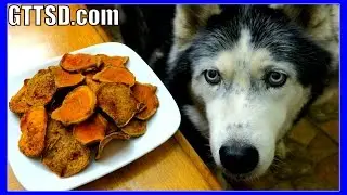 DIY SWEET POTATO DOG TREATS | Snow Dogs Snacks 39 | Gluten Free Dog Treats