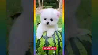 OMG So Cute Puppies ❤️❤️ Best Funny Dogs Videos Compilations 2021 - #Shorts , Shorts - #33