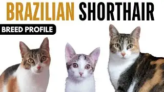 Brazilian Shorthair Cat Breed Profile History - Price - Traits - Brazilian Shorthair Grooming Needs