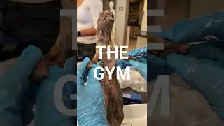 Fabio At The Gym #rap #music #hiphop #cuteanimals #anatomy #mink #biology #science #shorts #viral.