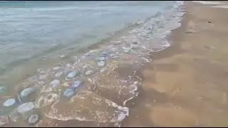 נחיל ענק של מדוזות ברצועת החוף בין מעגן מיכאל לחוף דור - חורף - 22/1/26 (צילום: איליה בסקין - רט״ג)