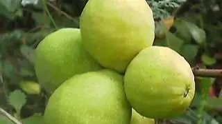 Айва малая 31 Aug 2018 ajva