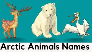 Arctic Animals Names With A Picture | Easy Spelling Words