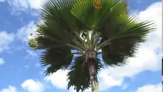 Pritchardia Palms on Maui