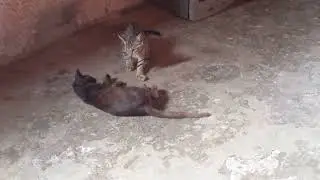 mundo felino