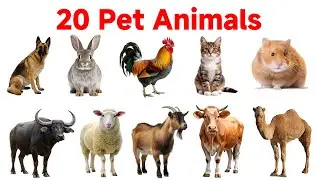 Pet Animals Name 🐶🐱 | पालतू जानवरों के नाम | Kids Learning Video