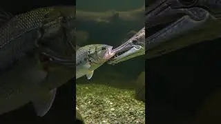 Alligator gar vs largemouth bass #film #wildlife #birds #bassfishing #bassmaster