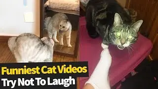 Try Not To Laugh Funny Cats! | Ultimate Cat Compilation 2019