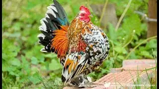 Hilarious rooster! These Rooster Are So Funny And Crazy Funny Compilation 2017 ! 😆😆😆😂