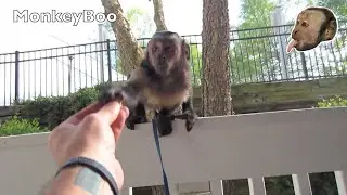 Capuchin Monkey Mail!