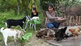 72 Hours Harvesting Giant Cabbage for Market &ndash; Caring for Goats on the Farm! | Ly Tieu Lam