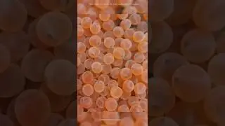 How to fish egg fertilize in 🧪 #shorts #trending #animals #fish #dalimsharma