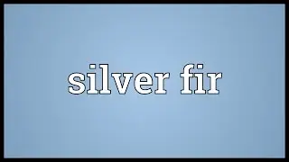 Silver fir Meaning