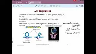 Microbiology- Lac Repressor