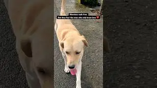 Supreme Court Orders Removal of All Stray Dogs from Delhi NCR | No More Tail Wagging outside house