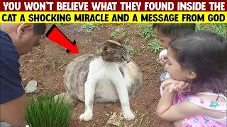 You Won&rsquo;t Believe What Was Found Inside This Cat&hellip; A Miracle From God!