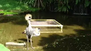 African Grey Crowned Crane Calling