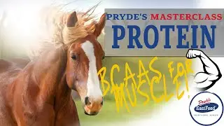 Why Is BCAAS Important For Muscle Building In Horses
