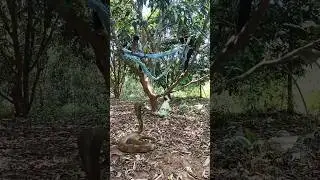 snake attack rabbit 😮 #viral #viralvideos #youtubeshorts #wildanimals #snake #shorts #tbt #trap