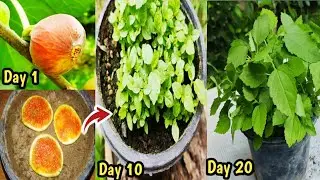 Grow Fig Plant from Fig Fruit // How to Grow Fig Tree from Seed.
