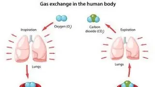 GASES EXCHANGE IN HUMAN BODY📒#science#india#facts#news