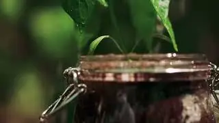 The Seed/ Inspiration short film🍃..