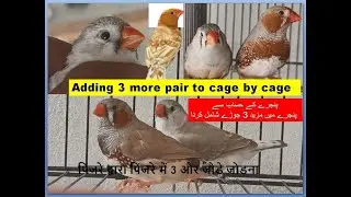 Zebra Finch Bird Cage by Cage 3 more pair | Finches | Finch bird | Birds | Pets Vlogs