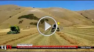 A Castelluccio è cominciata la raccolta della lenticchia, a causa della siccità sarà di meno