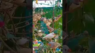 fish @starship-live2025 @PrincipleOfNews #viral #anime #animals