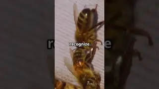 3 Surprising Truths About Honey Bees 🐝 You Never Knew! #youtubeshorts #facts #shorts #shockify