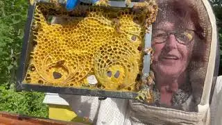 Symbiotic Structures by eco-artist Susan Medyn