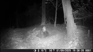 1/9/26 Night Otter 2