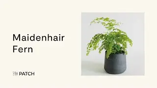 Maidenhair fern - Top houseplants 🍃☘️