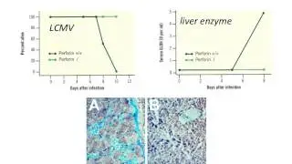 Virology 2013 Lecture #14 - Virus-host interactions