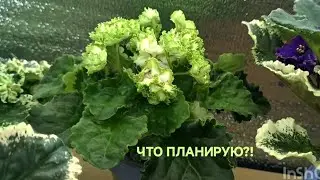 МОИ ПЛАНЫ С ФИАЛКАМИ !