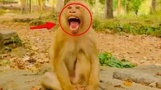 Funny & Cute Baby Monkeys Compilation 🐵 | Jungle Pranks & Wild Primates