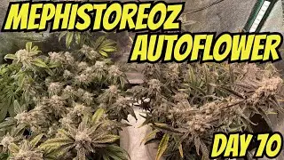 How I Grow Autoflowers: Mephisto Genetics Part 11: Mephistoreoz