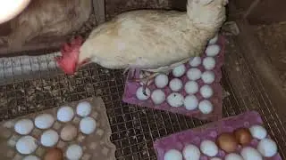 GEZEN TAVUK ÇİFTLİĞİ FOLLUKLARDAN YUMURTA TOPLAMA VE YENİ FOLLUK SİSTEMİ