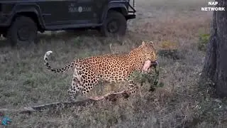 Oh my God! Giant Python confrontation vs Leopard, Strong Leopard destroy Python to escape