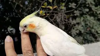 Cute Lutino Red Eye Cockatiel Rooftop Fun 🐦 | Bengali Bird Video