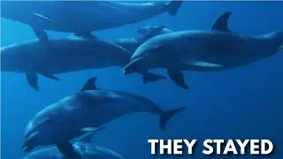 Epic Dolphin Encounter & Free dive!