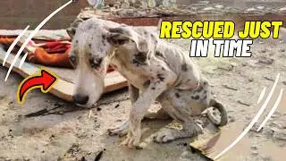 Starving Great Dane Found Eating Rocks To Survive Gets His Miracle