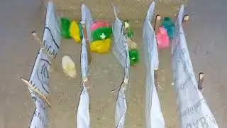 COLOUR Chicks RUNNING Race Competition || Rainbows Chickens Race Game