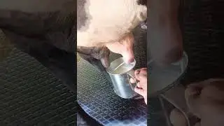 Молоко прямо в чашку