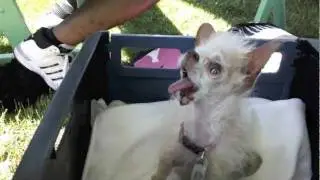 World's Ugliest Dog Contest 2011 :: Petaluma