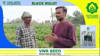 Farmers Review on VNR Black Bullet Chilli Variety - VNR Seeds