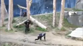 monkey stick fight
