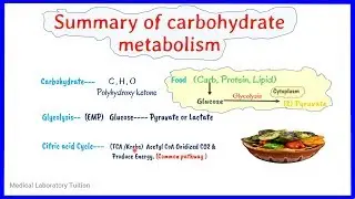 carbohydrate metabolism summary || Overview of carbohydrate metabolism || biochemistry